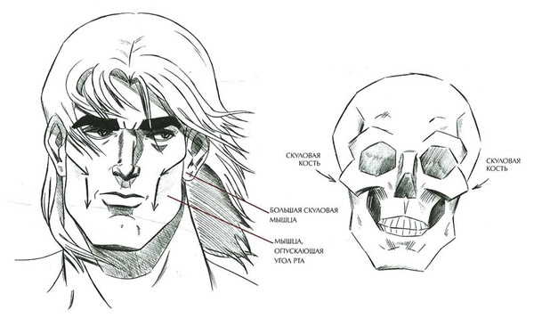 Скулы у мужчин где находится картинка