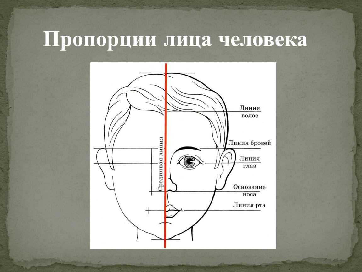 Пропорции лица схема